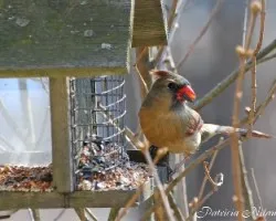 Cardenales