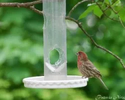 Finch