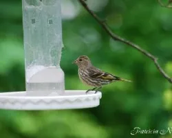 Finch Pine Siskin???