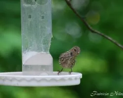 Finch - Pine Siskin?