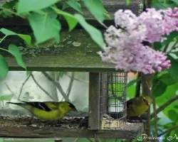 American Goldfinch