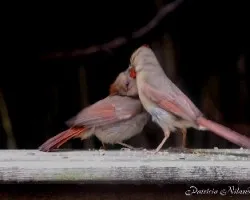 Familia de cardenales