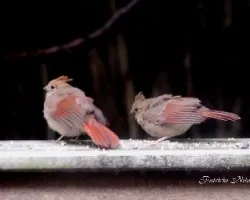 Familia de cardenales