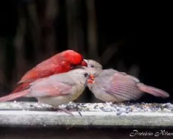Familia de cardenales