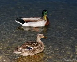 Patos