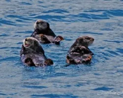 Nutrias marinas