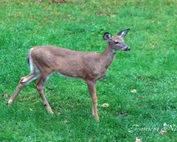 Venado