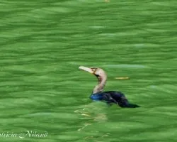 Phalacrocorax auritus