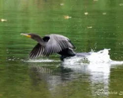 Phalacrocorax brasilianus