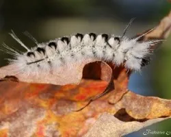 Oruga