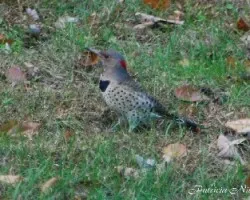 Northern Flicker