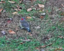 Northern Flicker 
