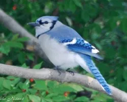 Blue Jay