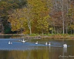 Cisnes