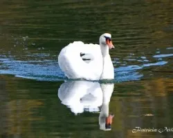 Cisnes