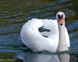 Cisne