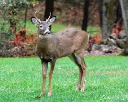 Venado