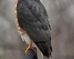 Sharp-shinned Hawk???