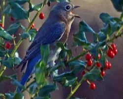 Pajaro