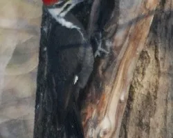 Pileated Woodpecker