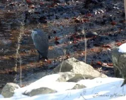 Garzas en invierno