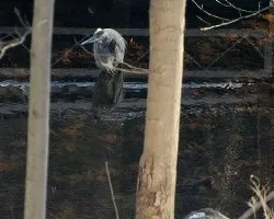 Garzas en invierno