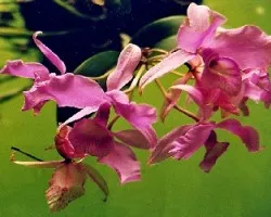 Orquidea