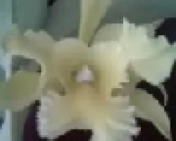 CATTLEYA PORTS OF PARADISE GREEN CHIN WA