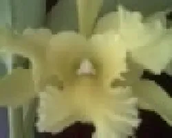 CATTLEYA PORTS OF PARADISE GREEN CHIN WA