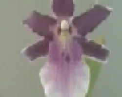MILTONIA1