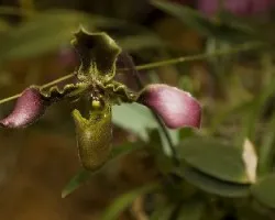 Una sandalia para cualquier doncella