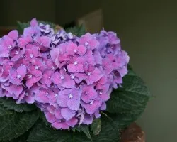 Hortensias