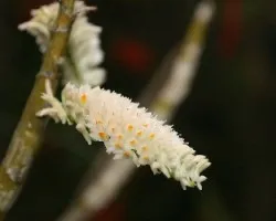 Rara especie de orqu?dea