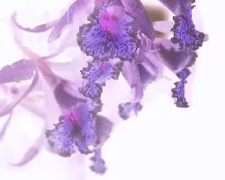 Tendencias monocrom?ticas