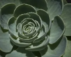 Flor de m?rmol