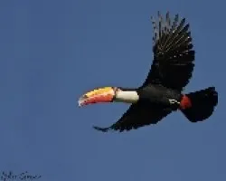 Ramphastos toco
