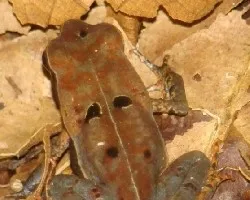 Camuflaje natural