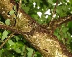 Insecto camuflado