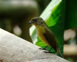 Yelow-Crowned Euphonia