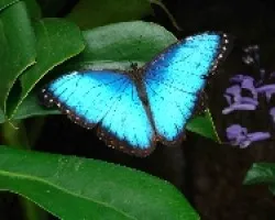 Mariposa