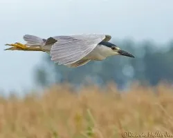Black-Crowned Night-Heron (Nycticorax nycticorax)