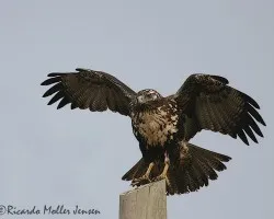 Geranoaetus melanoleucus