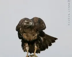 Geranoaetus melanoleucus, Black-chested Buzzard-Eagle