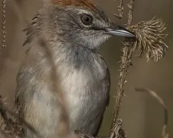 Pale-breasted Spinetail (Synallaxis albescens)