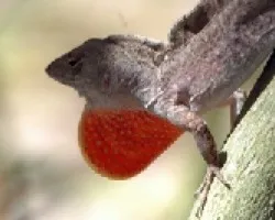 Lagartija