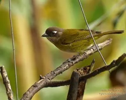 Chlorospingus ophthalmicus