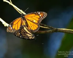 Mariposas