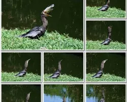 Pato Aguja comiendo