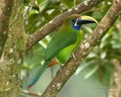 Aulacorhynchus prasinus