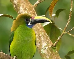 Aulacorhynchus prasinus